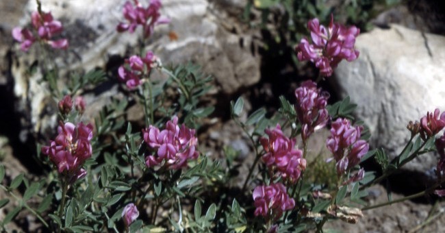 Astragalus sp.